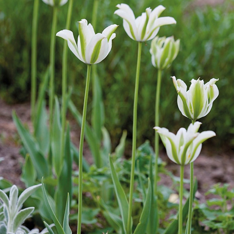 Tulip Spring Green Bulbs