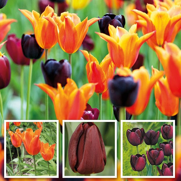 Dramatic Tulip Bulb Collection