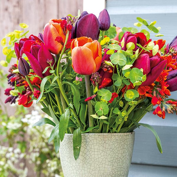 Opulent Tulip Flower Bulb Collection