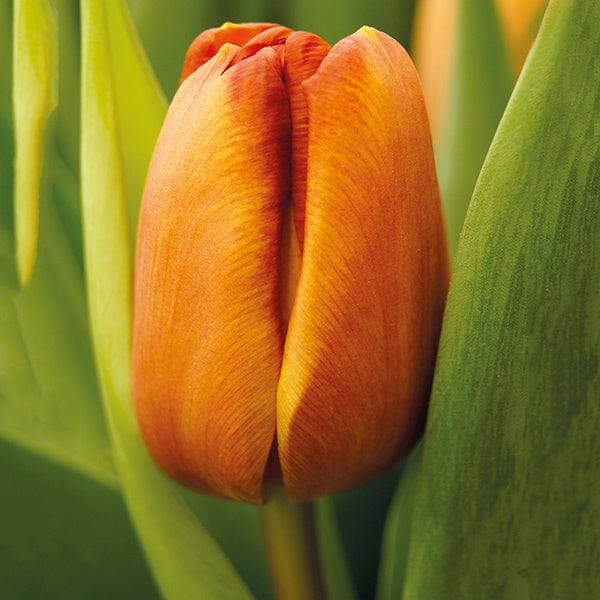 Tulip Brown Sugar (Triumph) Bulbs