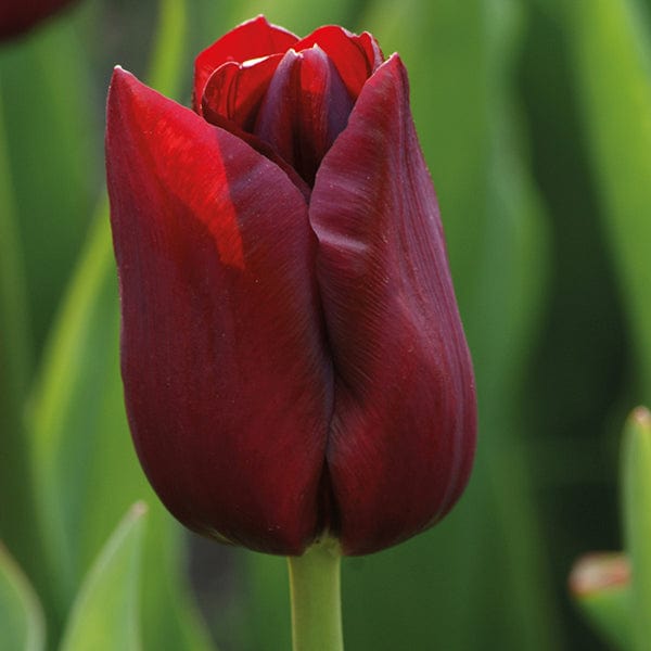 Tulip National Velvet (Triumph) Bulbs