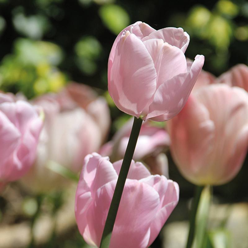 Tulip Pink Diamond (Single Late) Bulbs