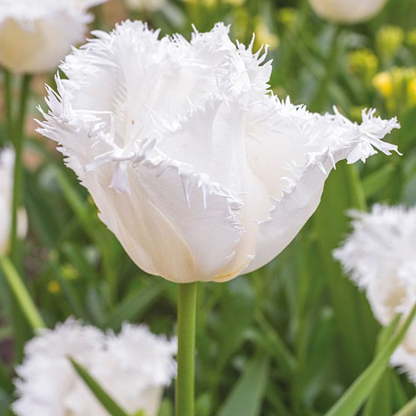 Tulip Swan Wings (Fringed) Bulbs