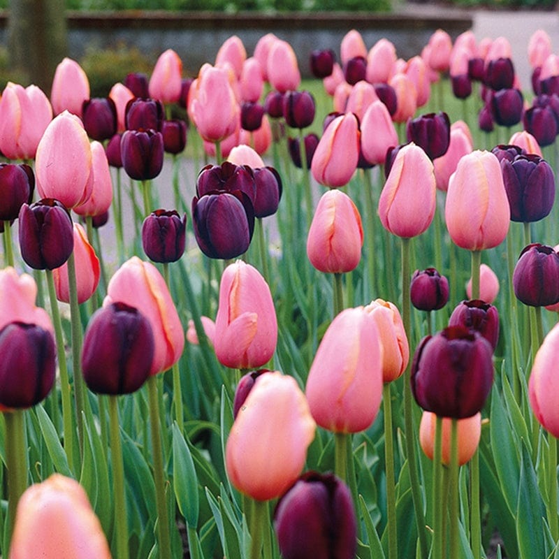 Tulip Pink Diamond & Queen of the Night Bulb Collection