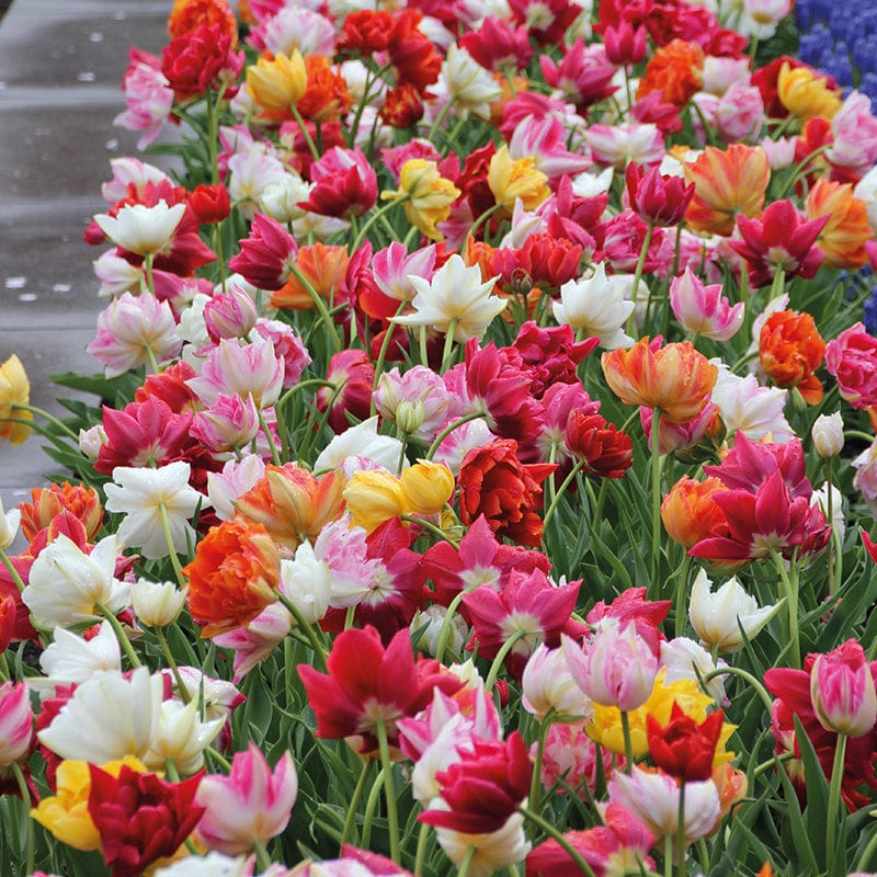 Tulip Double Early Mixed Bulbs