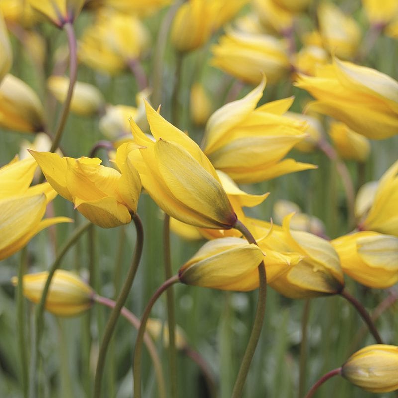 Tulip sylvestris Bulbs