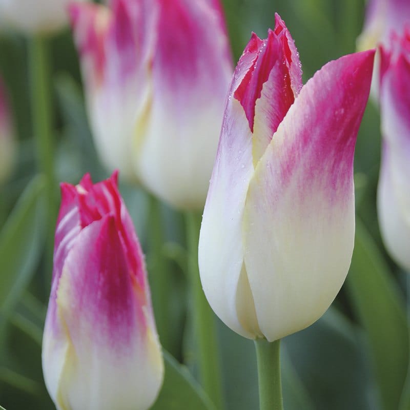 Tulip Whispering Dream Bulbs