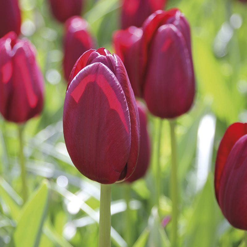 Tulip National Velvet (Triumph) Bulbs