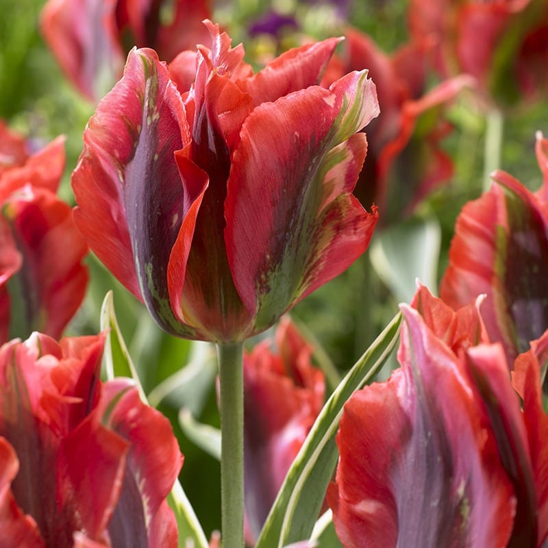 Tulip Hollywood (Viridiflora) Flower Bulbs
