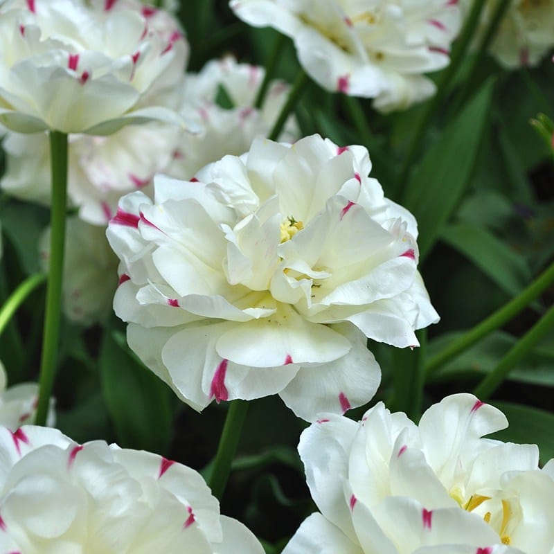 Tulip Danceline (Double Late) Bulbs