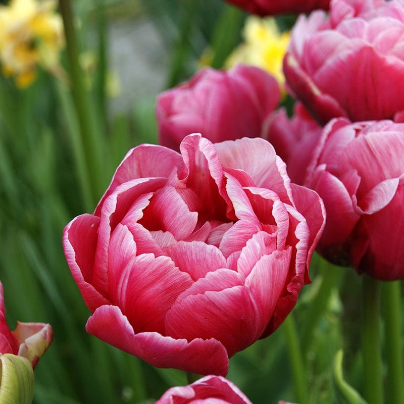 Tulip Wedding Gift (Double Late) Bulbs