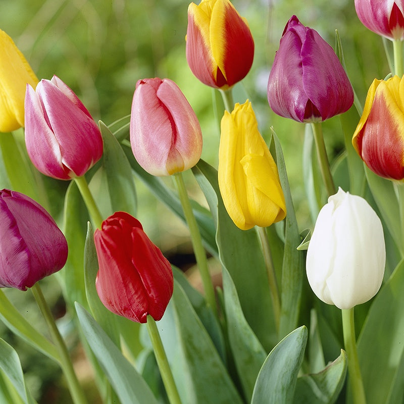 Tulip Bulbs