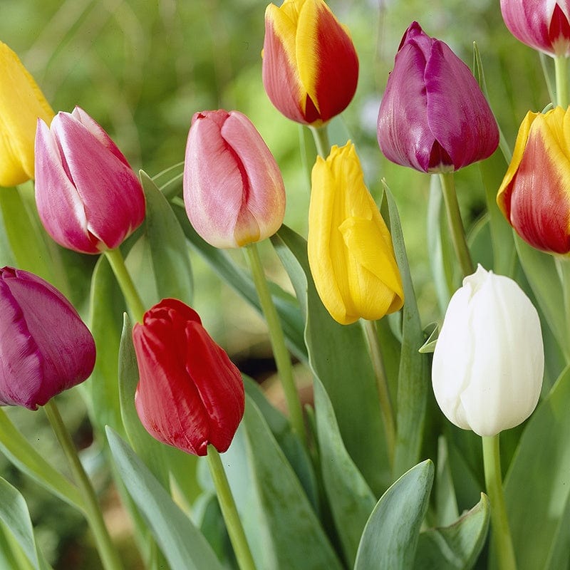 Mixed Tulip Bulbs