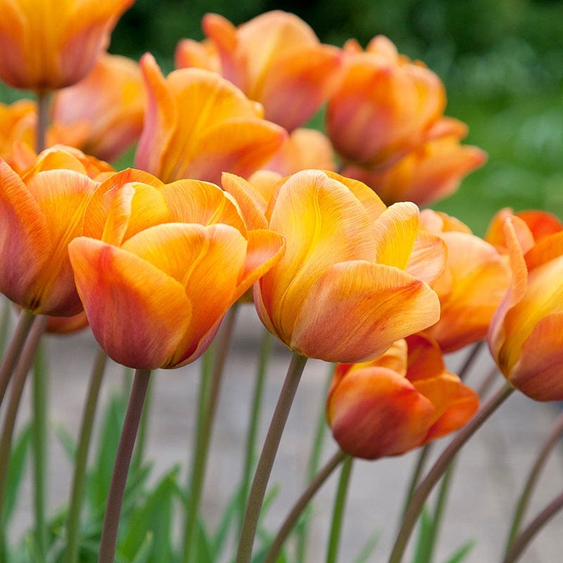 Tulip Annie Schilder (Triumph) Bulbs