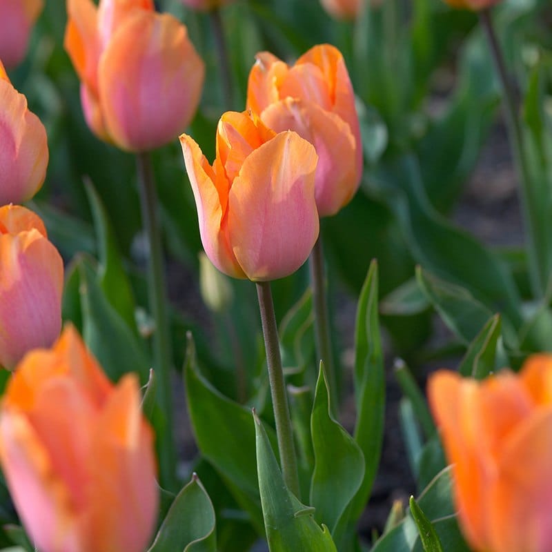 Tulip Apricot Foxx (Triumph) Bulbs