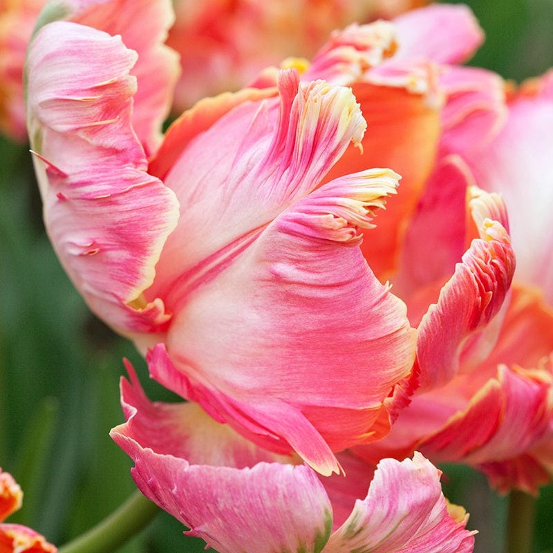 Tulip Avignon Parrot (Parrot) Bulbs