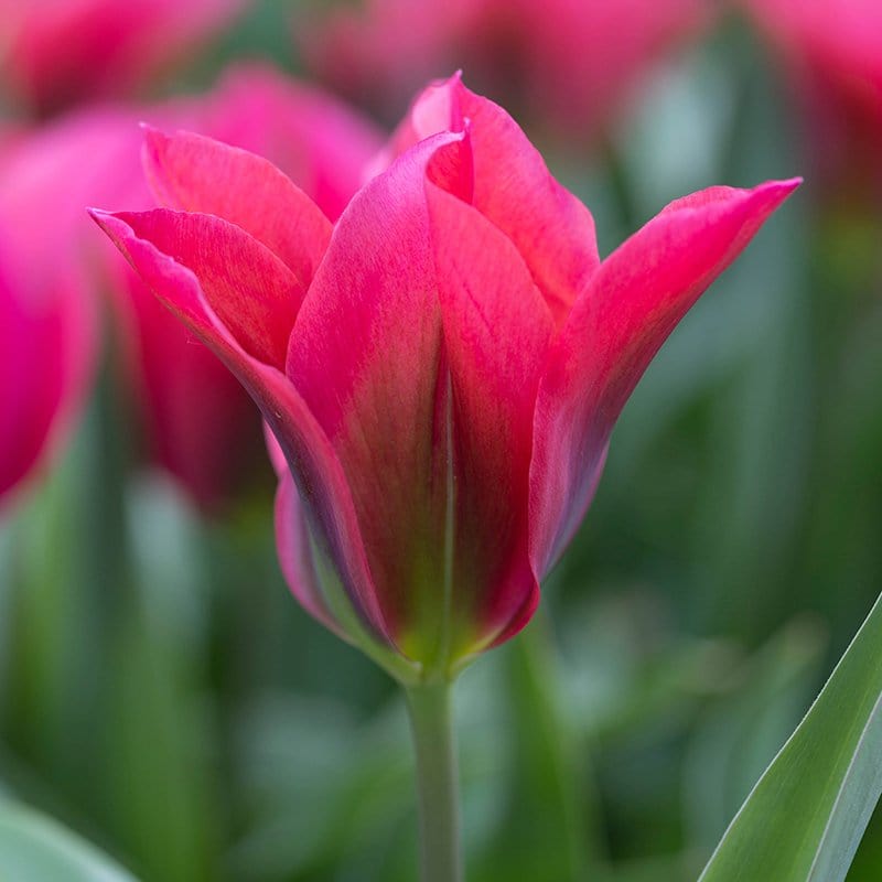 Tulip Doll's Minuet (Viridiflora) Bulbs