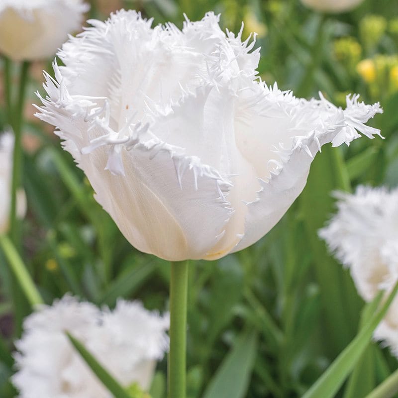 Tulip Daytona (Fringed) Bulbs