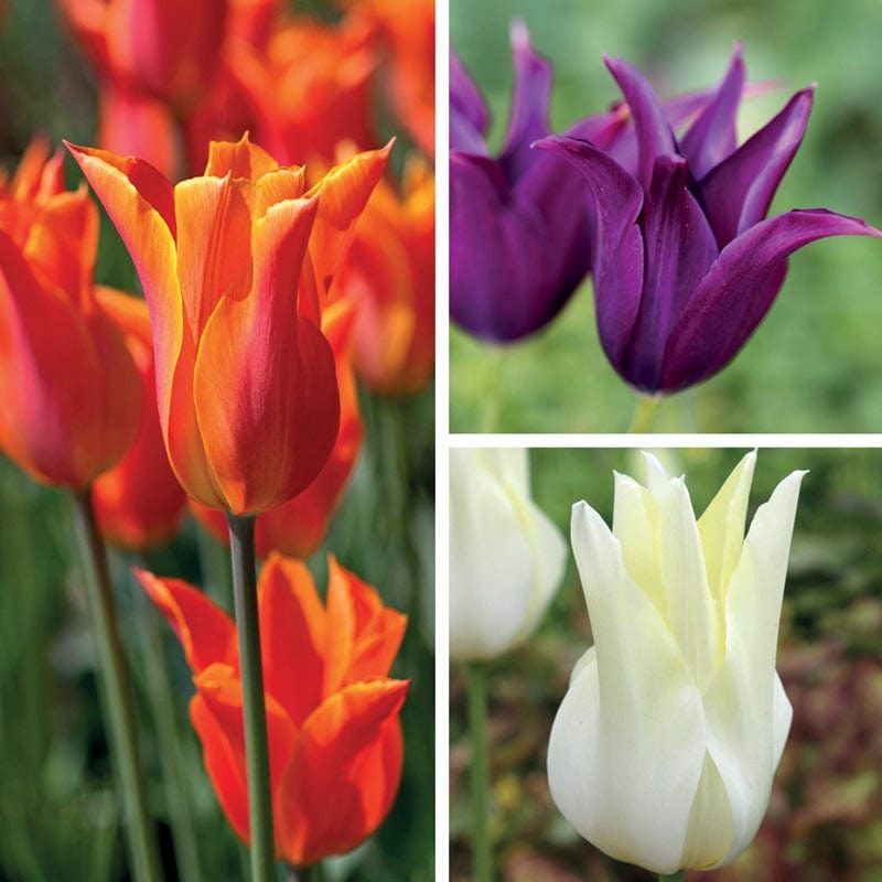 Lily Flowered Tulip Bulb Collection
