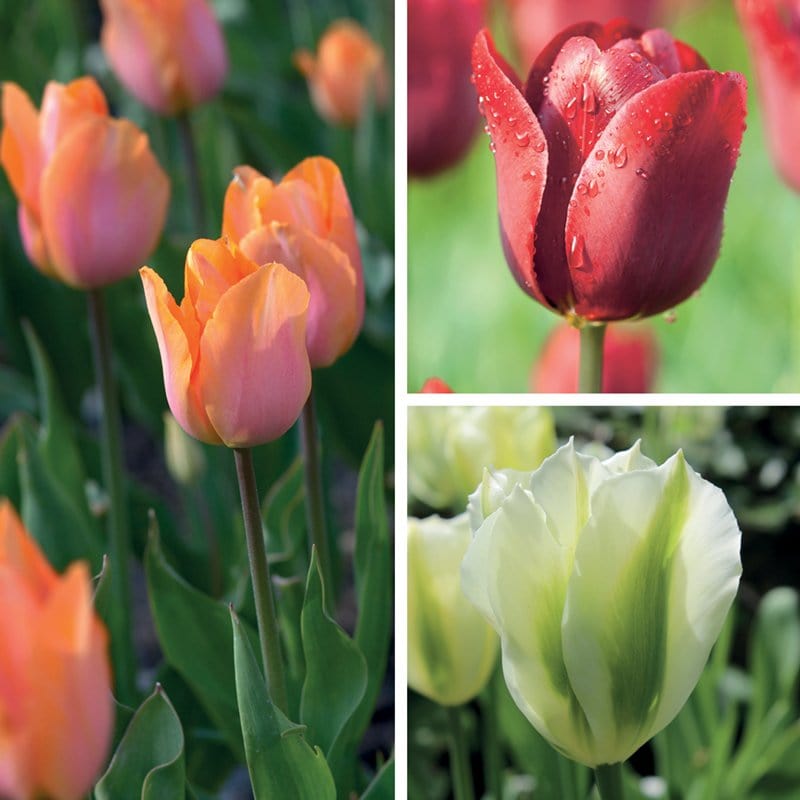 Tulips for Containers Bulb Collection