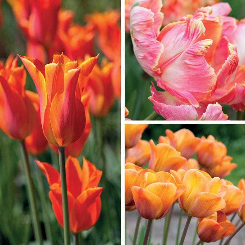 Scented Tulip Bulb Collection