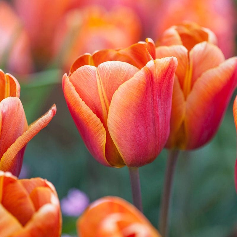 Tulip Cairo (Triumph) Flower Bulbs