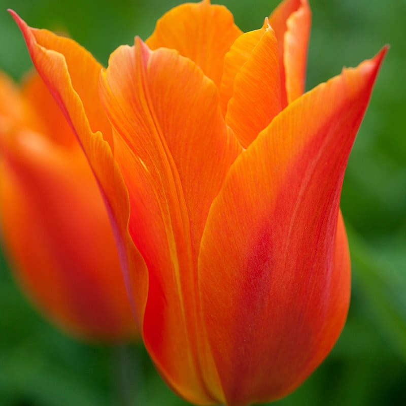 Tulip Dutch Dancer (Lily-Flowered) Flower Bulbs