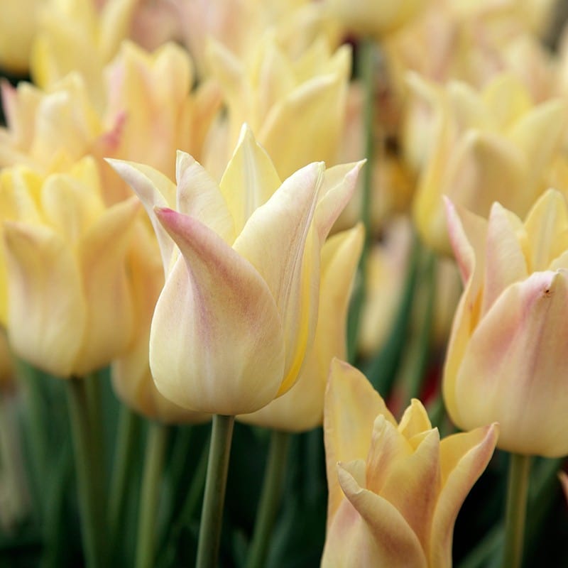 Tulip Elegant Lady (Lily-Flowered) Flower Bulbs