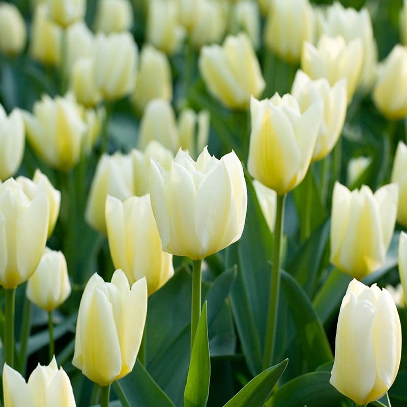 Tulip Purissima (Fosteriana) Flower Bulbs