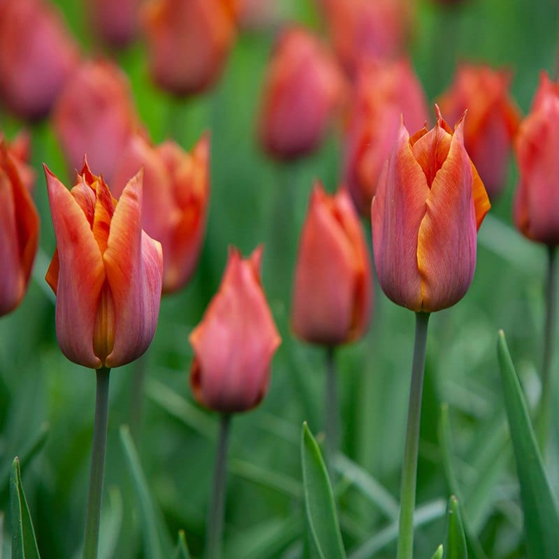 Tulip Request Flower bulbs