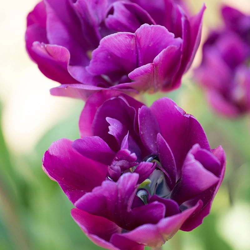 Tulip Blue Wow Bulbs (Double Late)
