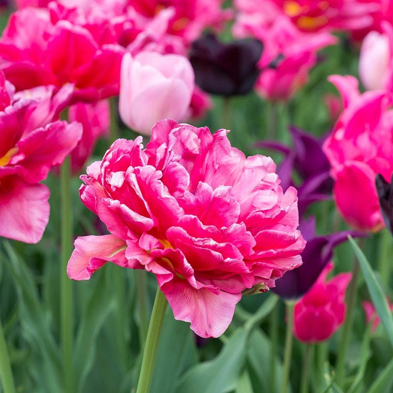 Tulip Chato Bulbs Double Early