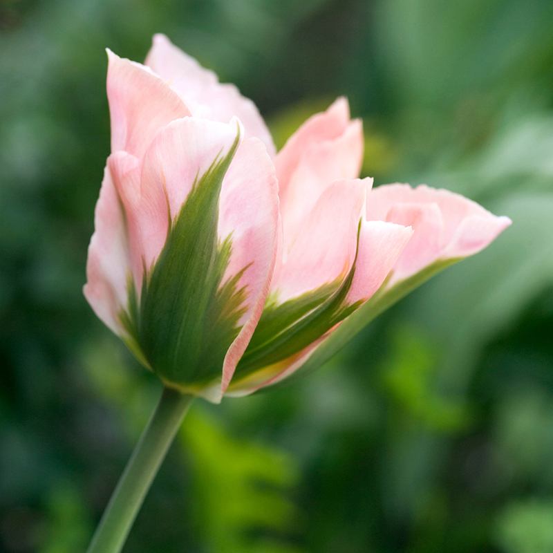Tulip China Town Bulbs (Viridflora)