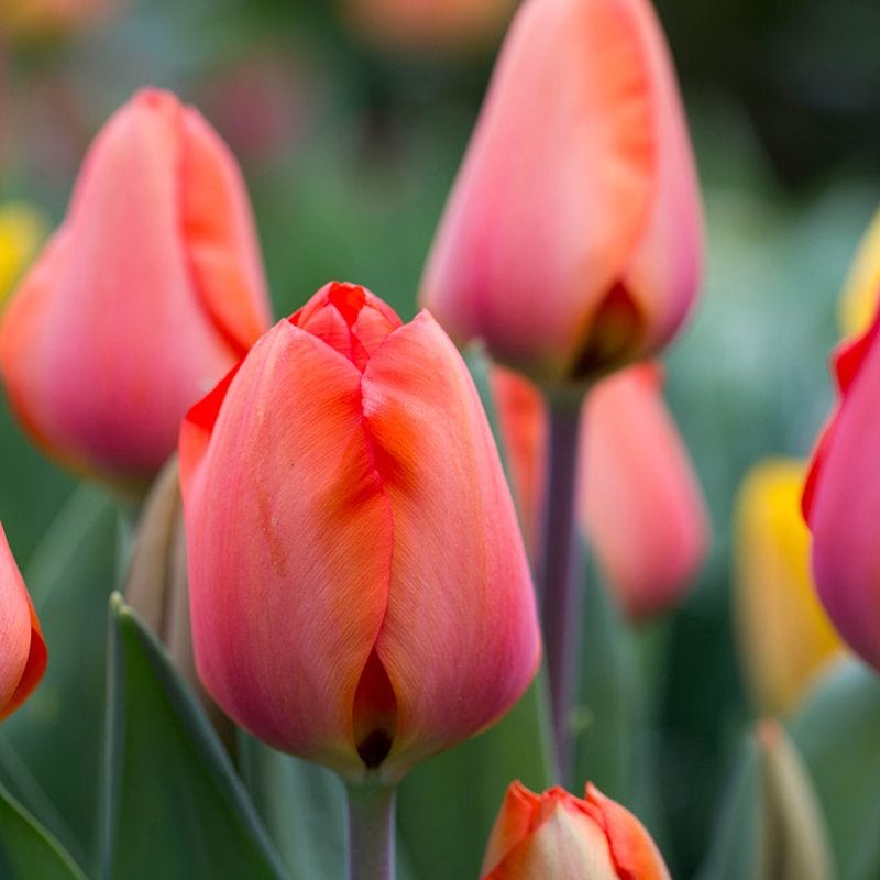 Tulip Apricot Impression Bulbs