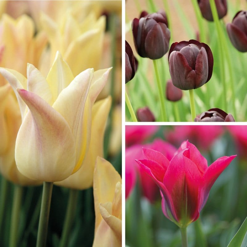 Tulip Late Flowering Bulb Collection