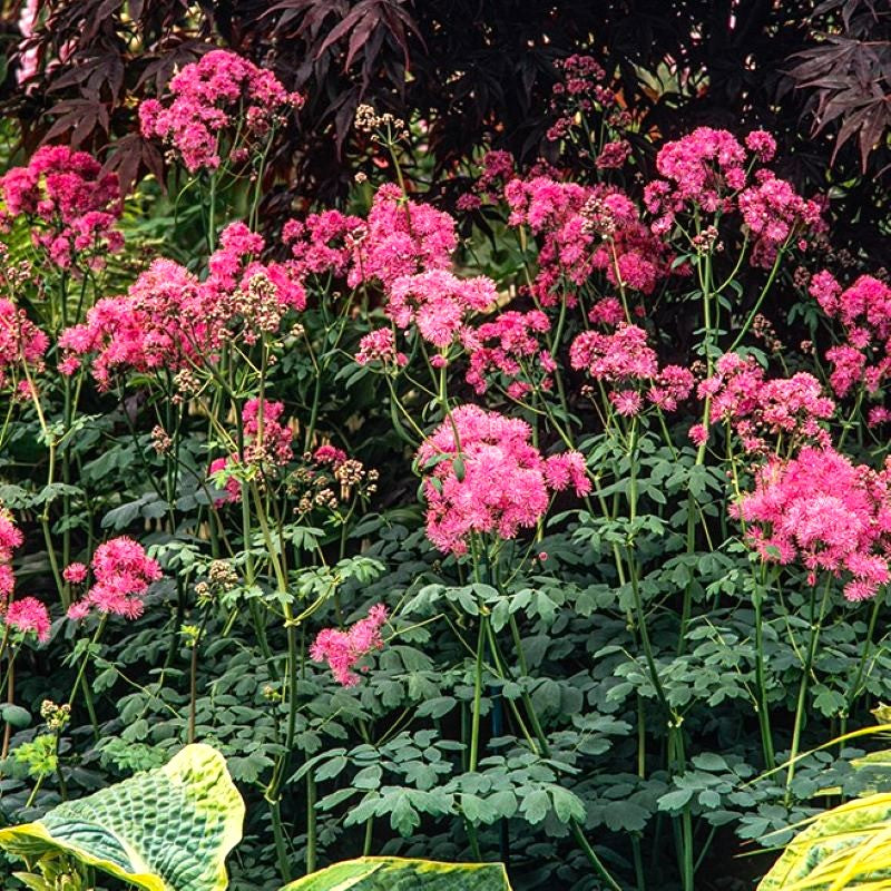 Thalictrum aquilegiifolium Thundercloud Plant