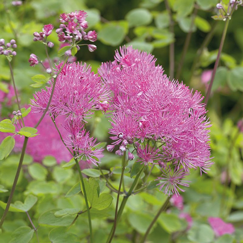 Thalictrum aquilegiifolium Thundercloud Plant