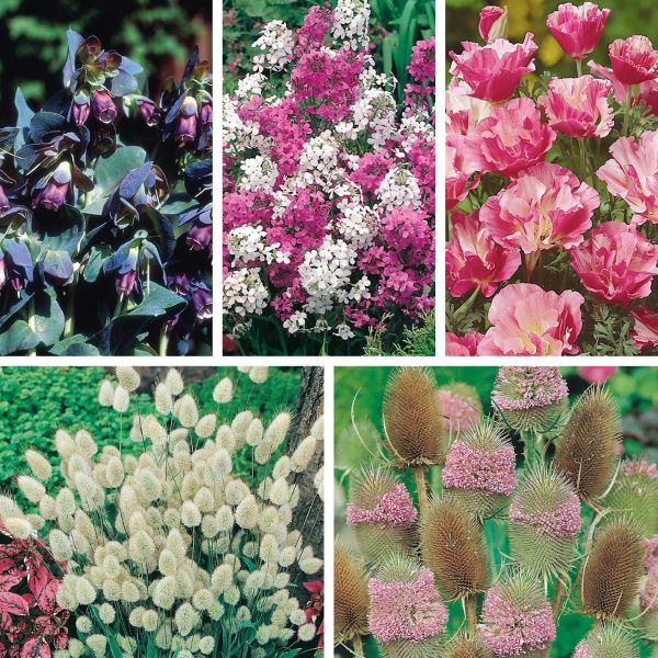 Collage of various flowering plants including dark purple, pink, white, and green.