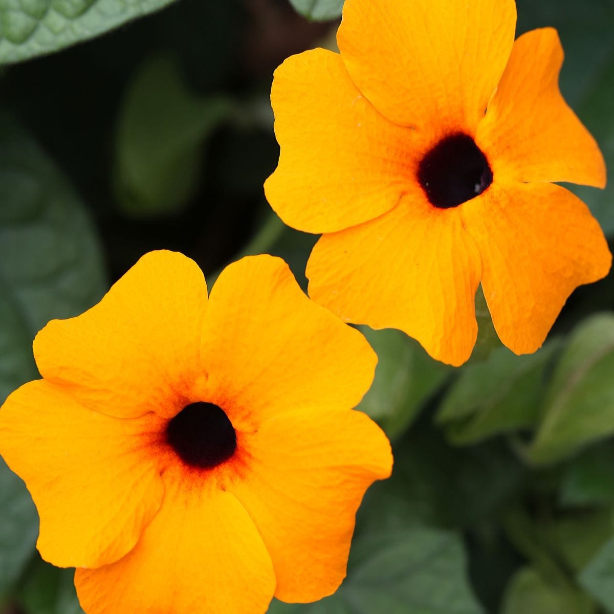 Black Eyed Susan (Thunbergia) SunEyes Collection Plants