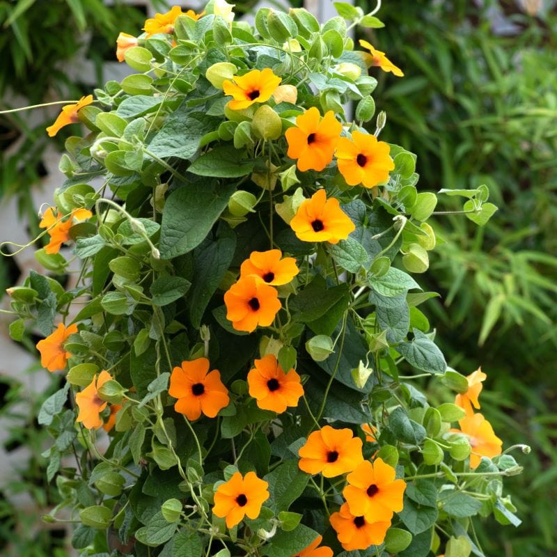 Black Eyed Susan (Thunbergia) SunEyes Collection Plants