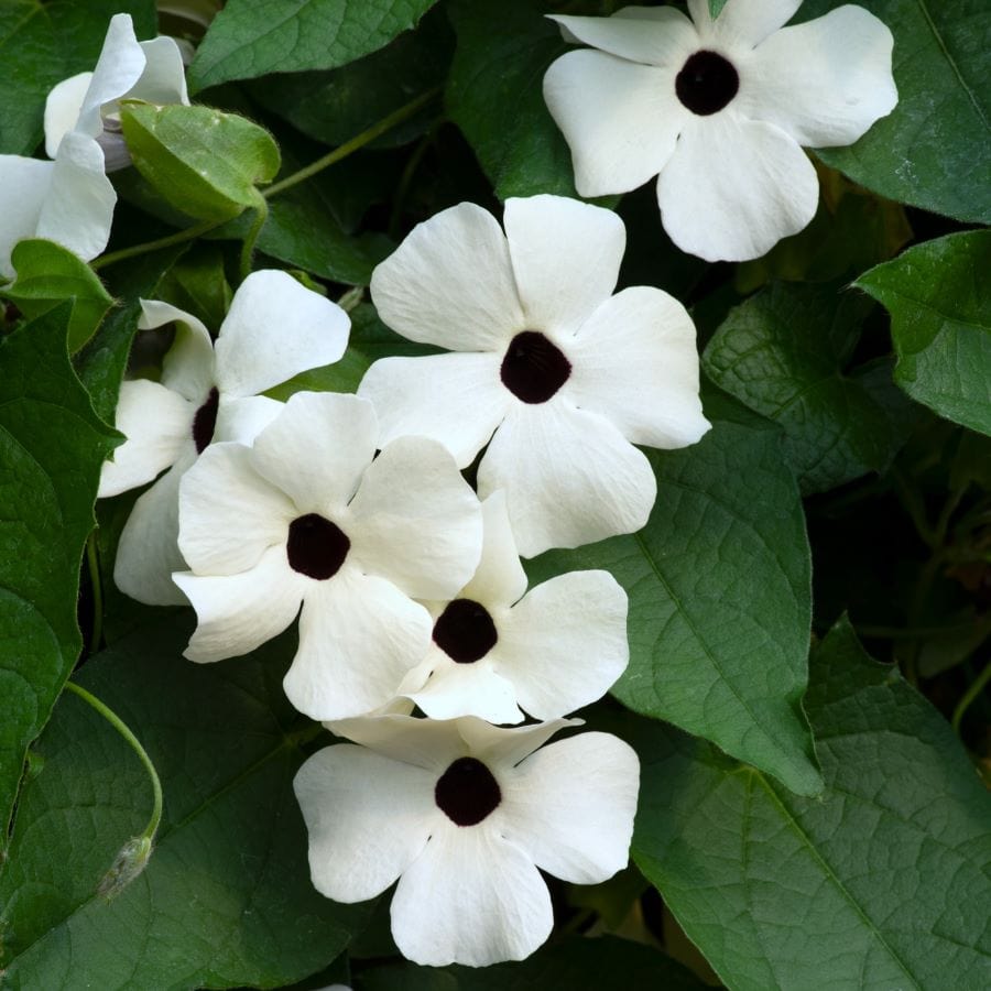 Black Eyed Susan (Thunbergia) SunEyes Collection Plants