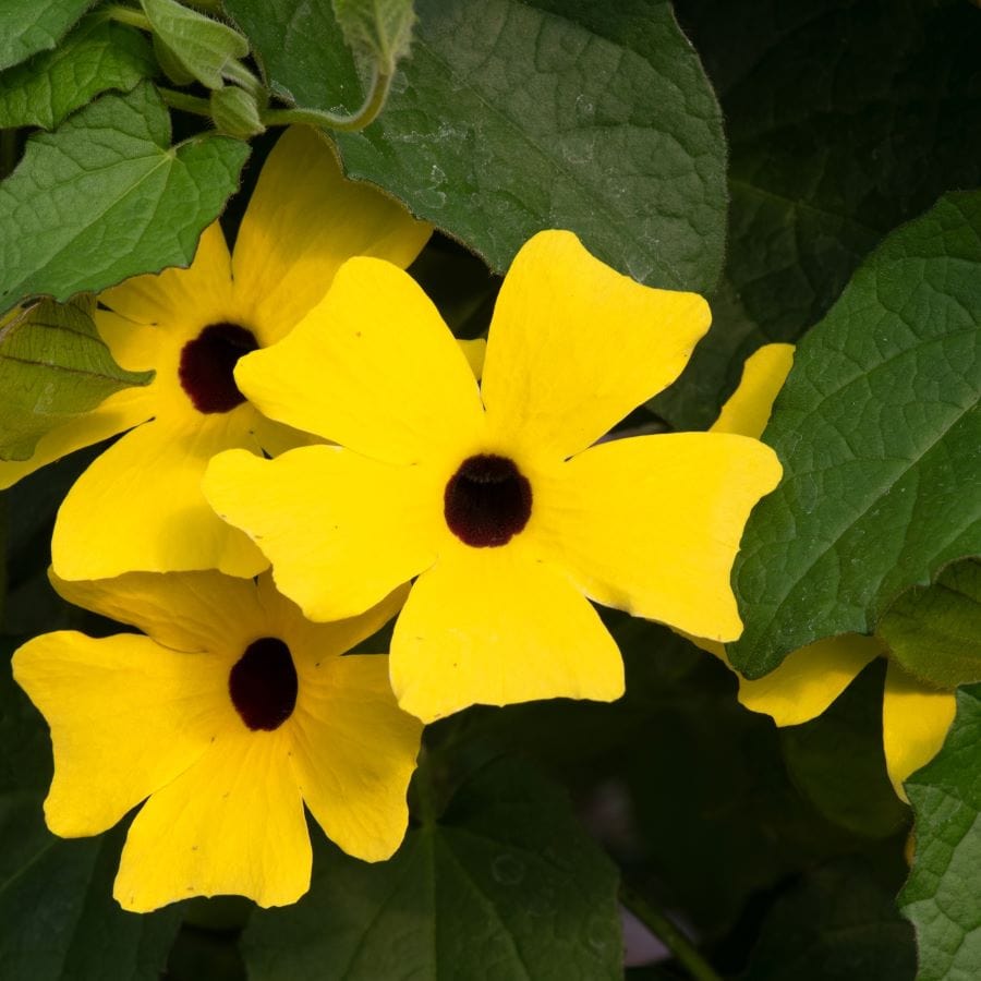 Black Eyed Susan (Thunbergia) SunEyes Collection Plants