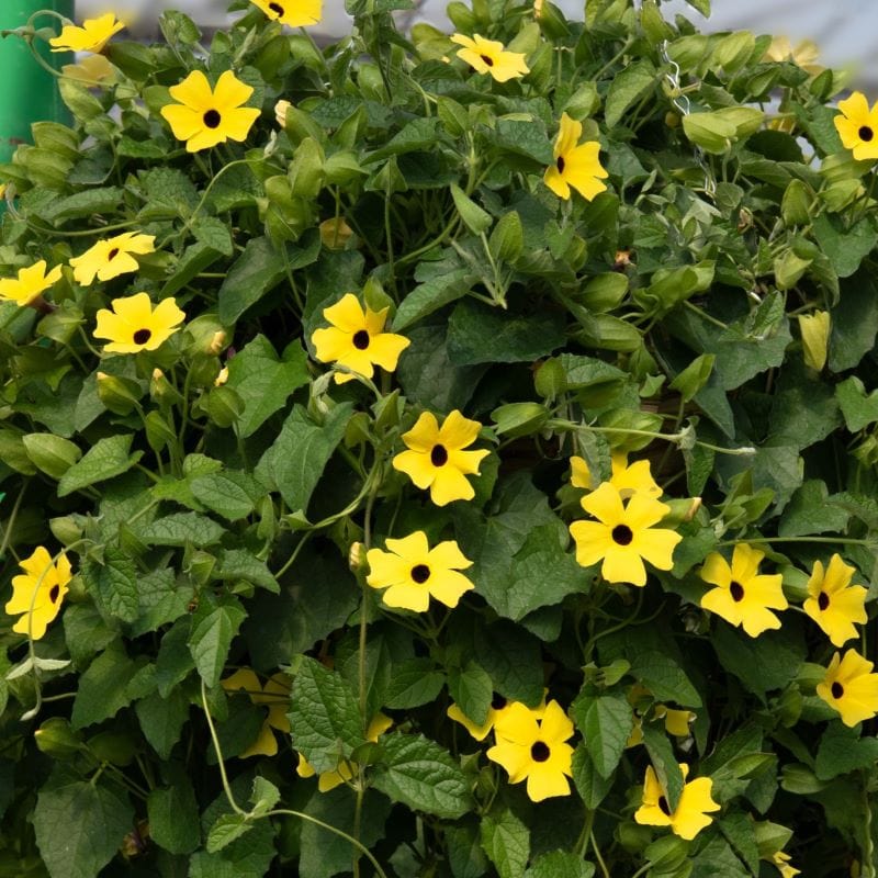 Black Eyed Susan (Thunbergia) SunEyes Collection Plants