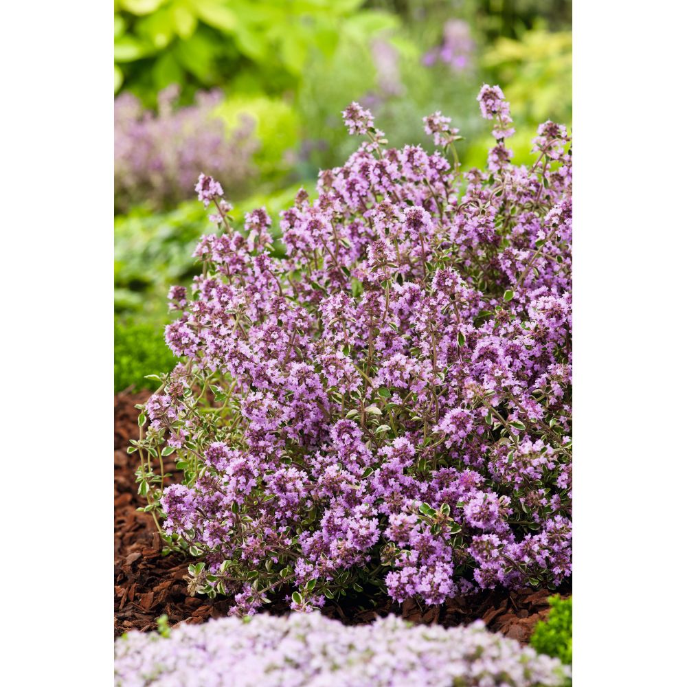 Thyme Foxley Herb Potted Plants