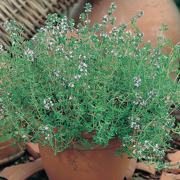 Potted plant with green leaves and small white flowers in a garden setting