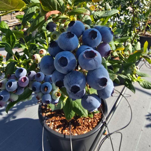 Titanium Blueberry 2ltr Potted Plant