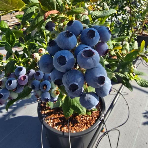 Titanium Blueberry 2ltr Potted Plant