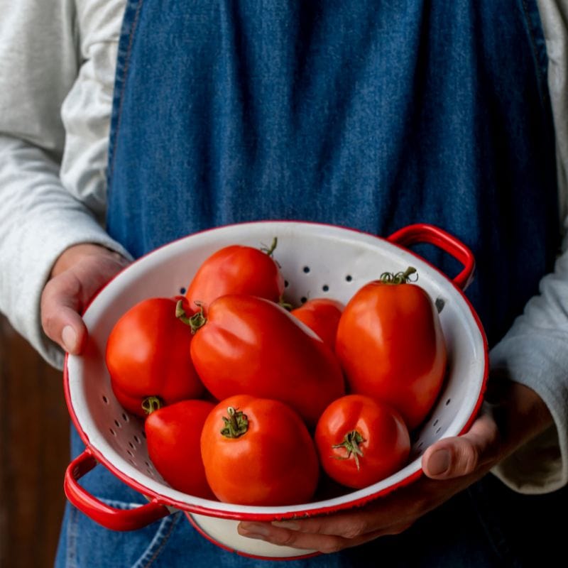 Tomato Big Mama F1 (Large Plum) Veg Plants