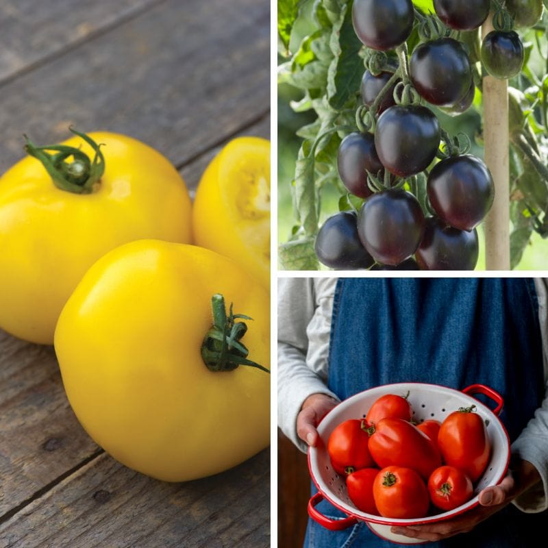 Tomato Colourful Collection