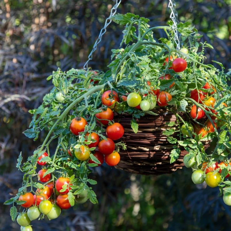 Tomato (Cherry) Cherry Blast F1